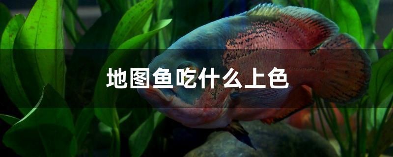 地圖魚吃什么上色