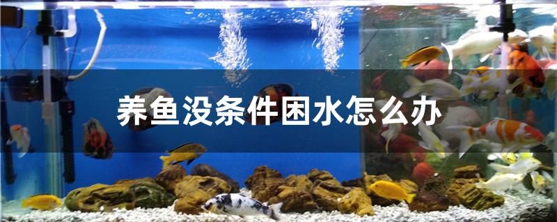 養(yǎng)魚沒條件困水怎么辦