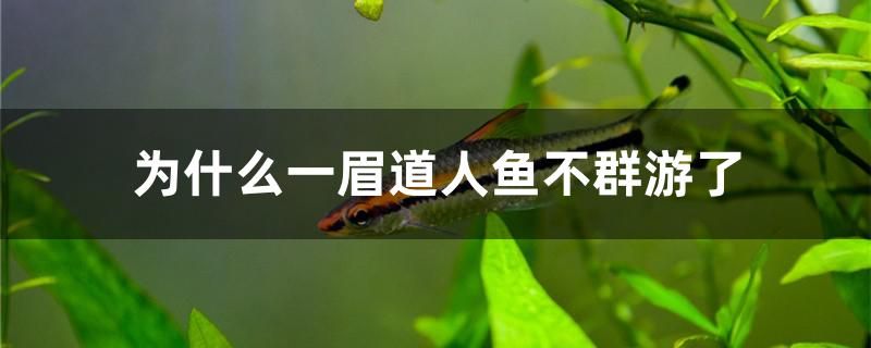 為什么一眉道人魚不群游了