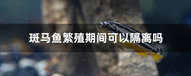 斑馬魚繁殖期間可以隔離嗎 森森魚缸