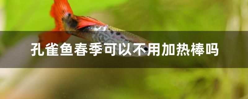 孔雀魚(yú)春季可以不用加熱棒嗎