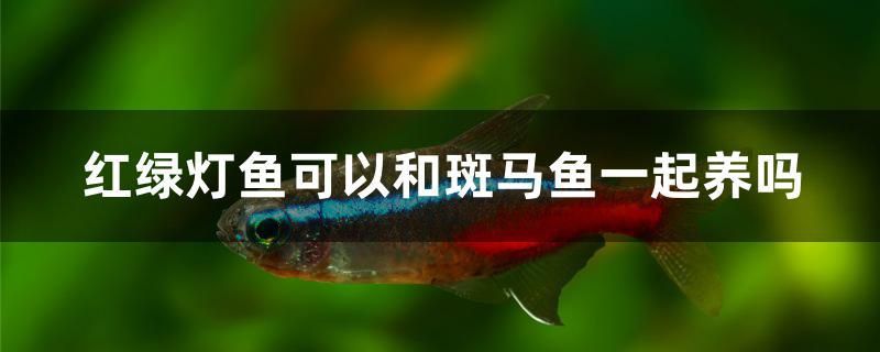 紅綠燈魚可以和斑馬魚一起養(yǎng)嗎