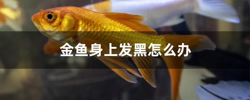 金魚身上發(fā)黑怎么辦