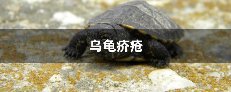 烏龜疥瘡怎么治