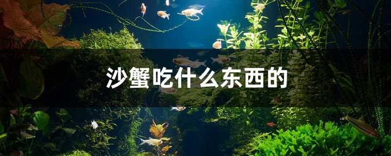 沙蟹吃什么東西的