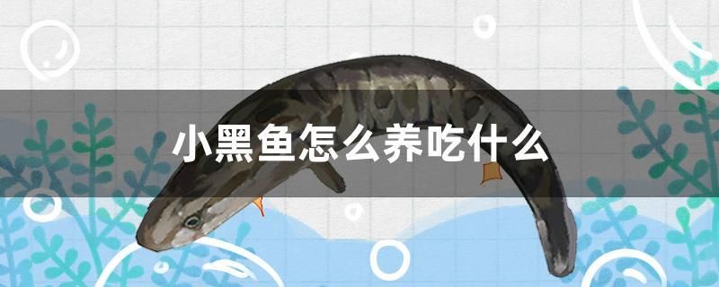 魚(yú)缸剩余飼料怎么處理掉（清除飼料的正確方法）