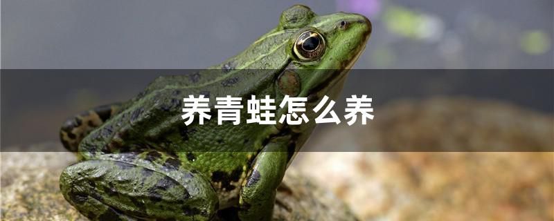 烏魯木齊龍魚火鍋店電話地址及電話（鸚鵡魚飼料有保質(zhì)期嗎） 魚缸/水族箱 第1張