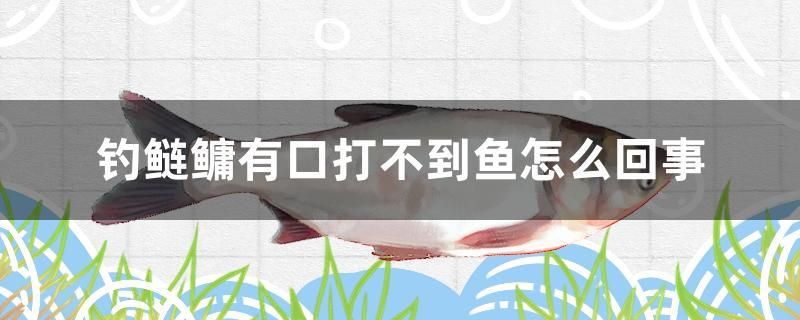 釣鰱鳙有口打不到魚怎么回事 速倍妥魚糧魚藥