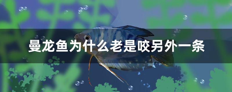 曼龍魚為什么老是咬另外一條 2024第28屆中國國際寵物水族展覽會CIPS（長城寵物展2024 CIPS）