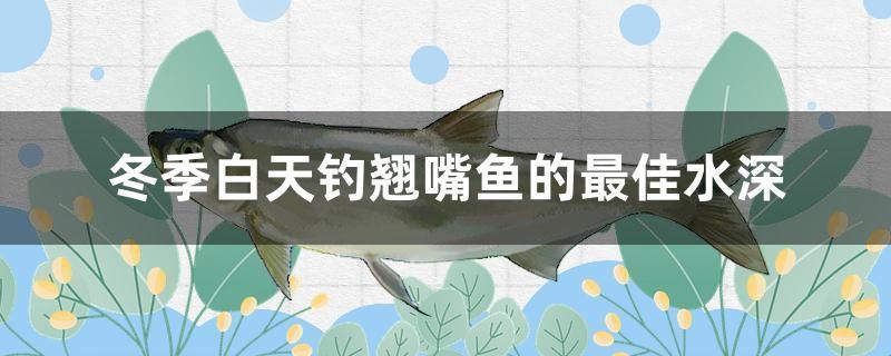 冬季白天釣翹嘴魚的最佳水深 細線銀版魚