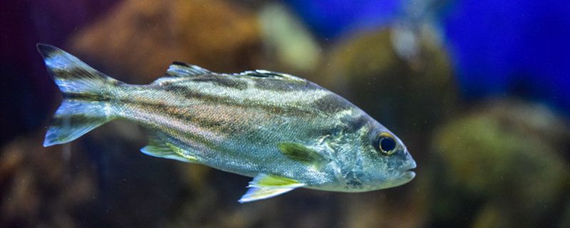 怎么判斷魚餓了如何給魚投喂飼料 水族品牌