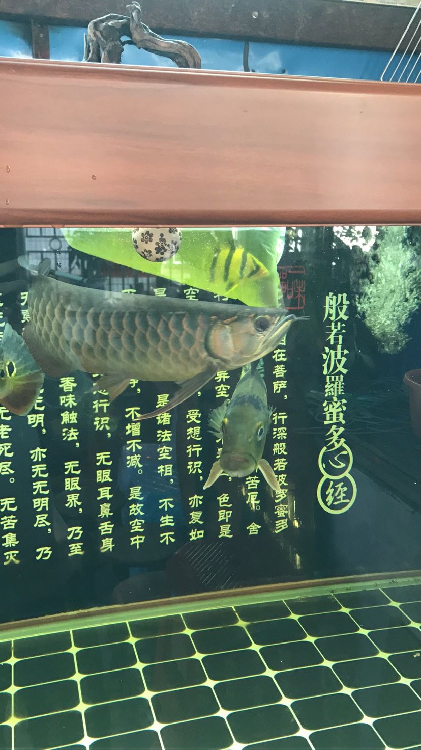 虎子過完水進缸，表面有擦傷紅點，希望能平安度過[woquan] 觀賞魚論壇 第1張