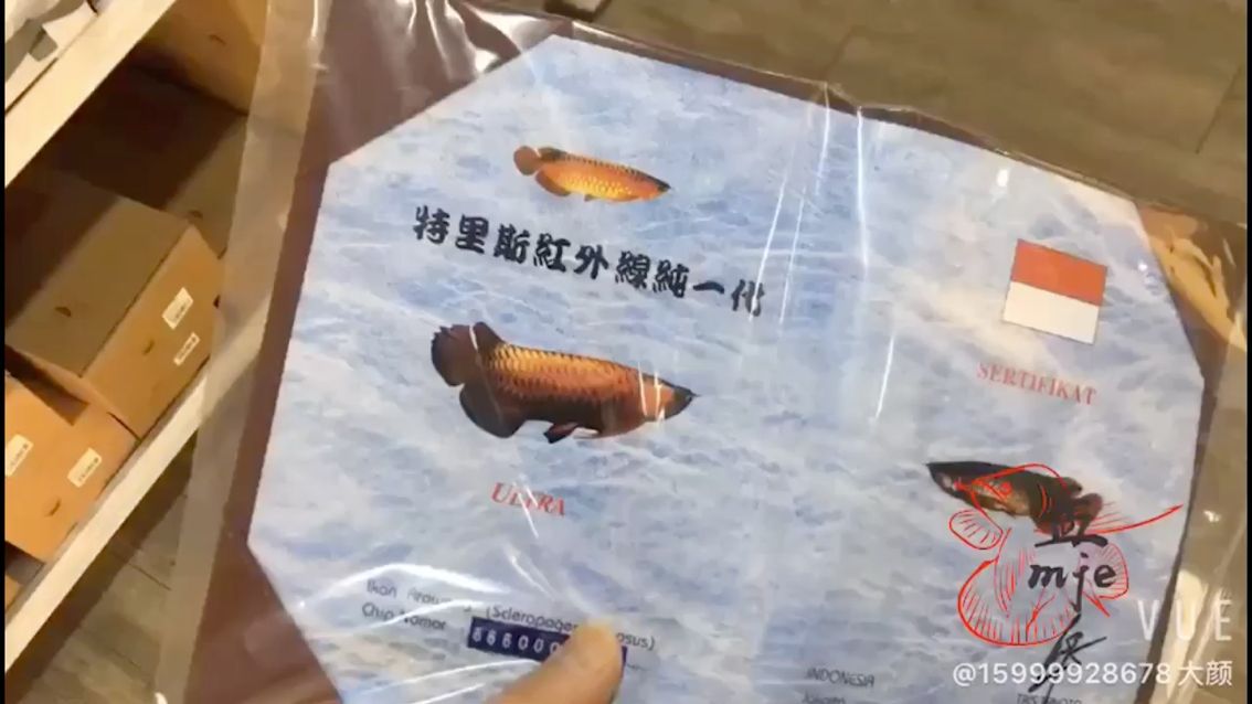 孟吉爾～紅外線F1.大巴走起 觀賞魚論壇