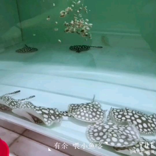 疊羅漢，這么多小魚，親就不來看看嗎 觀賞魚論壇