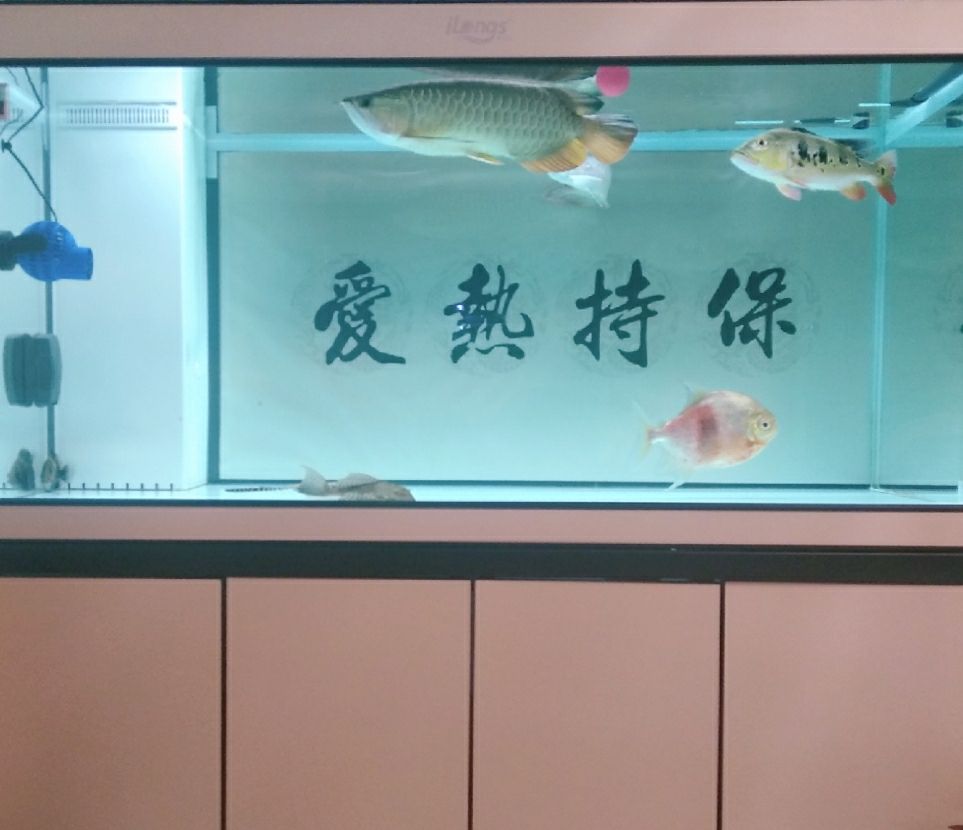 淡水鯊魚好養(yǎng)嗎 南美異形觀賞魚 第1張