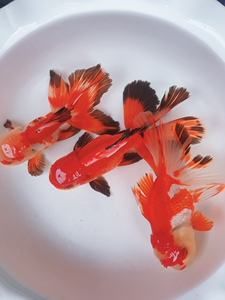 內(nèi)江觀賞魚基地電話地址是多少號(hào)（內(nèi)江魚批發(fā)市場(chǎng)在哪里） 祥龍超血紅龍魚