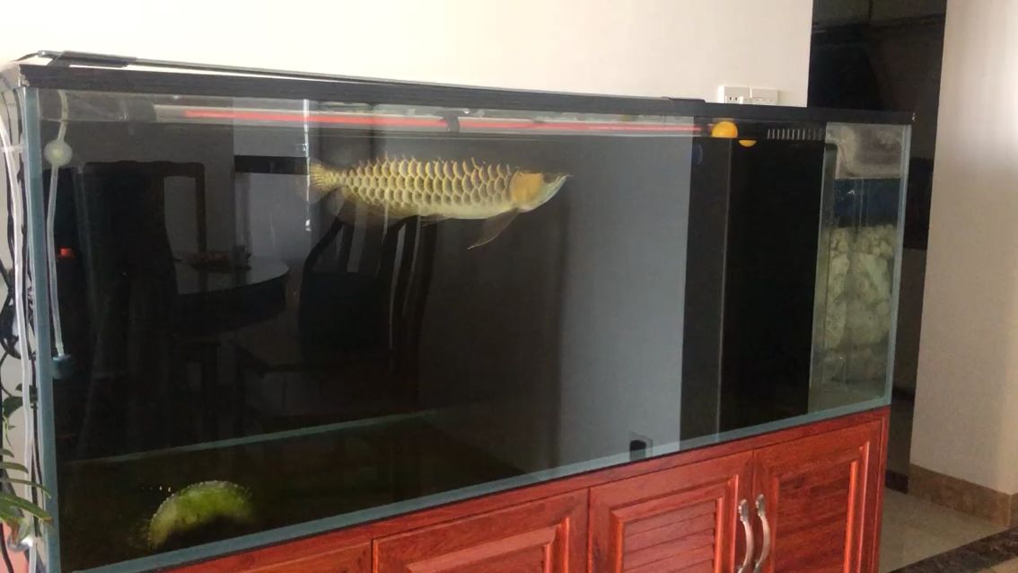 清理魚缸都有什么魚好（ 清理魚缸的小魚有什么） 藍(lán)底過背金龍魚