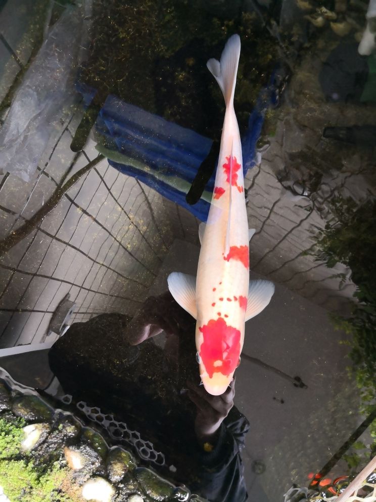 喂幾顆胚芽 觀賞魚(yú)論壇