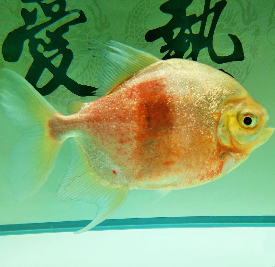 打卡:戒煙養(yǎng)魚。怎樣的結局才會不被人彈劾 觀賞魚論壇 第2張