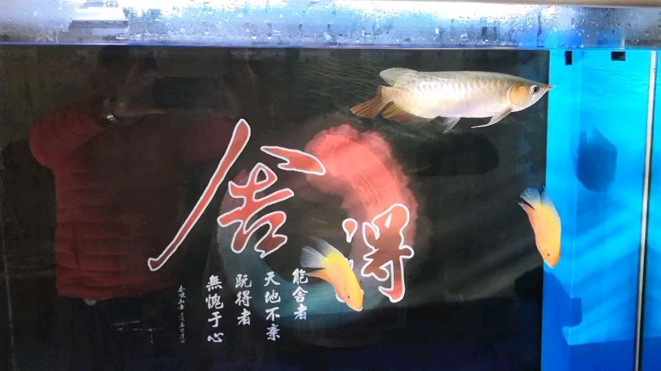 新魚缸快到了，還在糾結(jié)買飛利浦965魚燈 266塊 還是博特日本NEC128CM 188塊 博特太陽之子 288塊，魚友們給個建議 謝謝 觀賞魚論壇 第1張