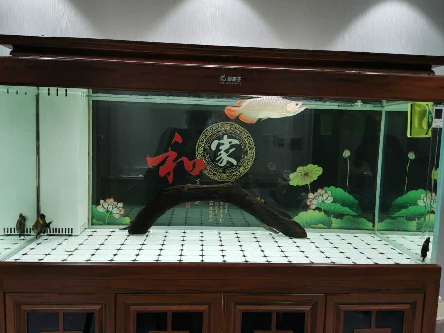 三亞哪里賣魚(yú)缸便宜又好看(三亞哪里賣魚(yú)缸便宜又好看的店)