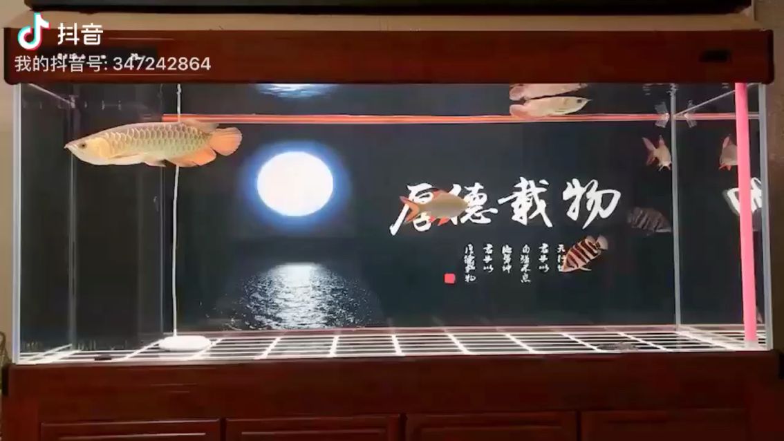 大缸開缸成功，雙龍戲珠 觀賞魚論壇 第1張