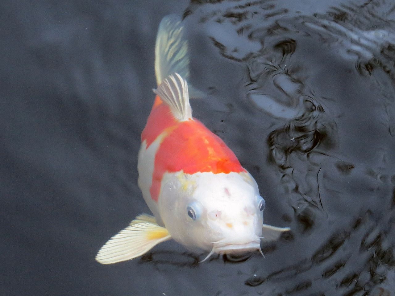 大魚(yú)缸怎樣清洗缸底污垢（大魚(yú)缸如何清洗） 魚(yú)缸等水族設(shè)備 第2張