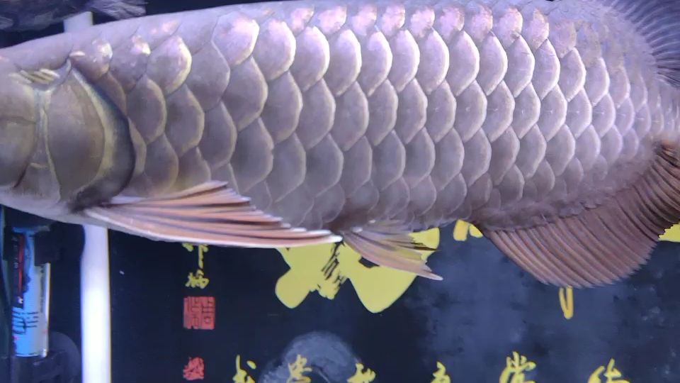 金質(zhì)如何？算漂亮嗎？ 觀賞魚論壇 第1張