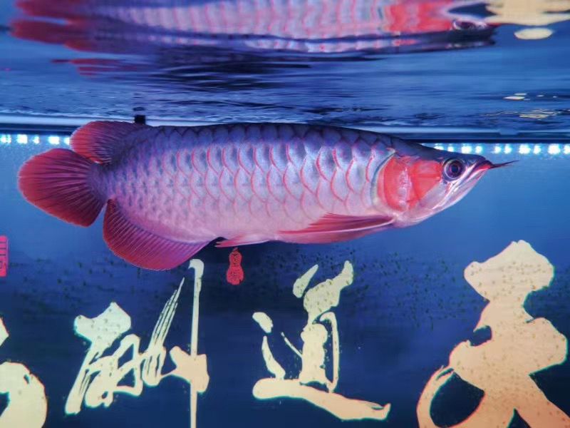 魚友反饋：飼養(yǎng)7個月得萬隆天王烈焰[色][色][色] 觀賞魚論壇 第1張