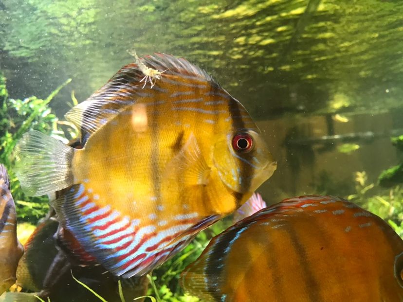 巴沙魚的做法（ 巴沙魚的做法寶寶輔食） 水族世界