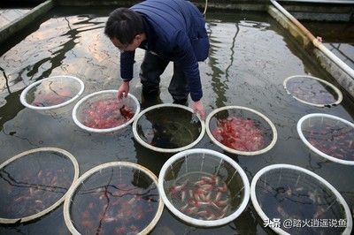 石雕龍魚圖片欣賞（石雕龍魚圖片欣賞大全） 觀賞魚批發(fā) 第1張