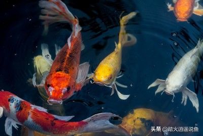 石雕龍魚圖片欣賞（石雕龍魚圖片欣賞大全） 觀賞魚批發(fā) 第2張