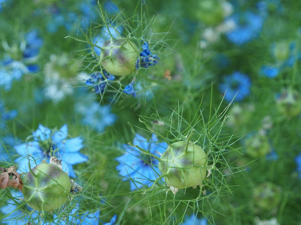 魚缸變頻水泵和普通水泵的區(qū)別（普通水泵可以代替變頻泵用嗎） 帝王三間魚 第2張