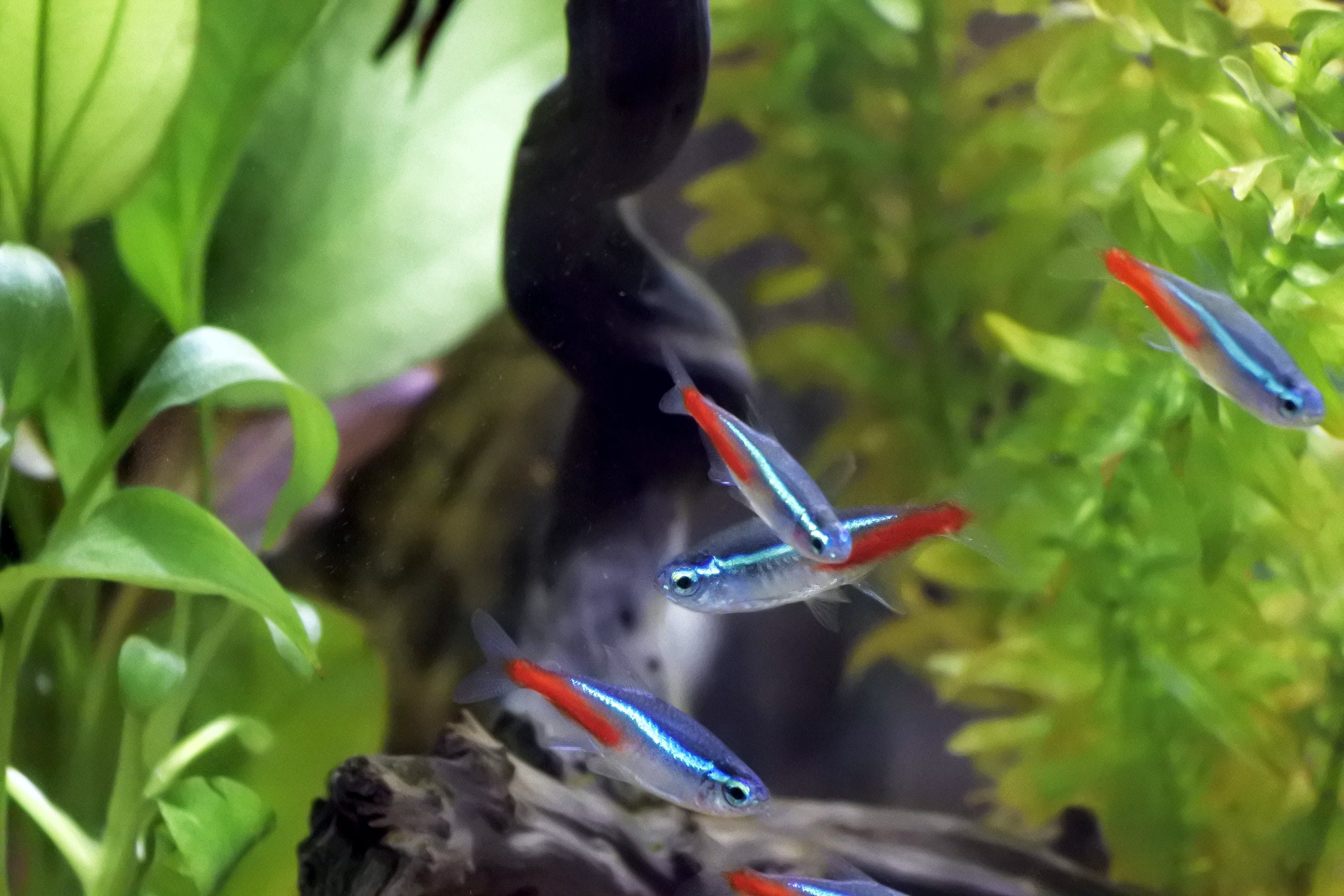 魚缸水族箱小型家用多少升的好（家用水族箱多大合適） 紅龍魚魚糧飼料 第2張