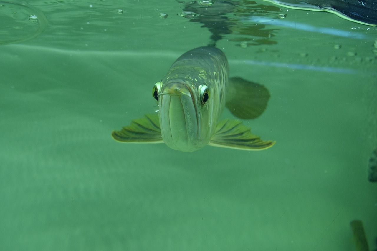 自制水族館魚缸(自制景觀魚缸)