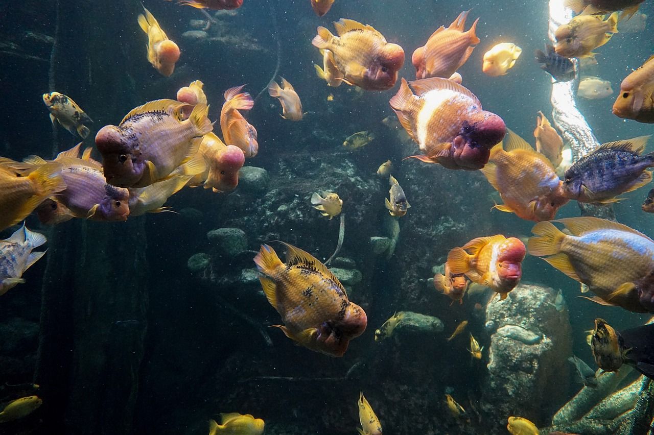 鸚鵡魚(yú)趴缸躲角落是什么原因身上有氣泡(鸚鵡魚(yú)趴缸躲角落不吃食是什么原因) 鸚鵡魚(yú) 第1張