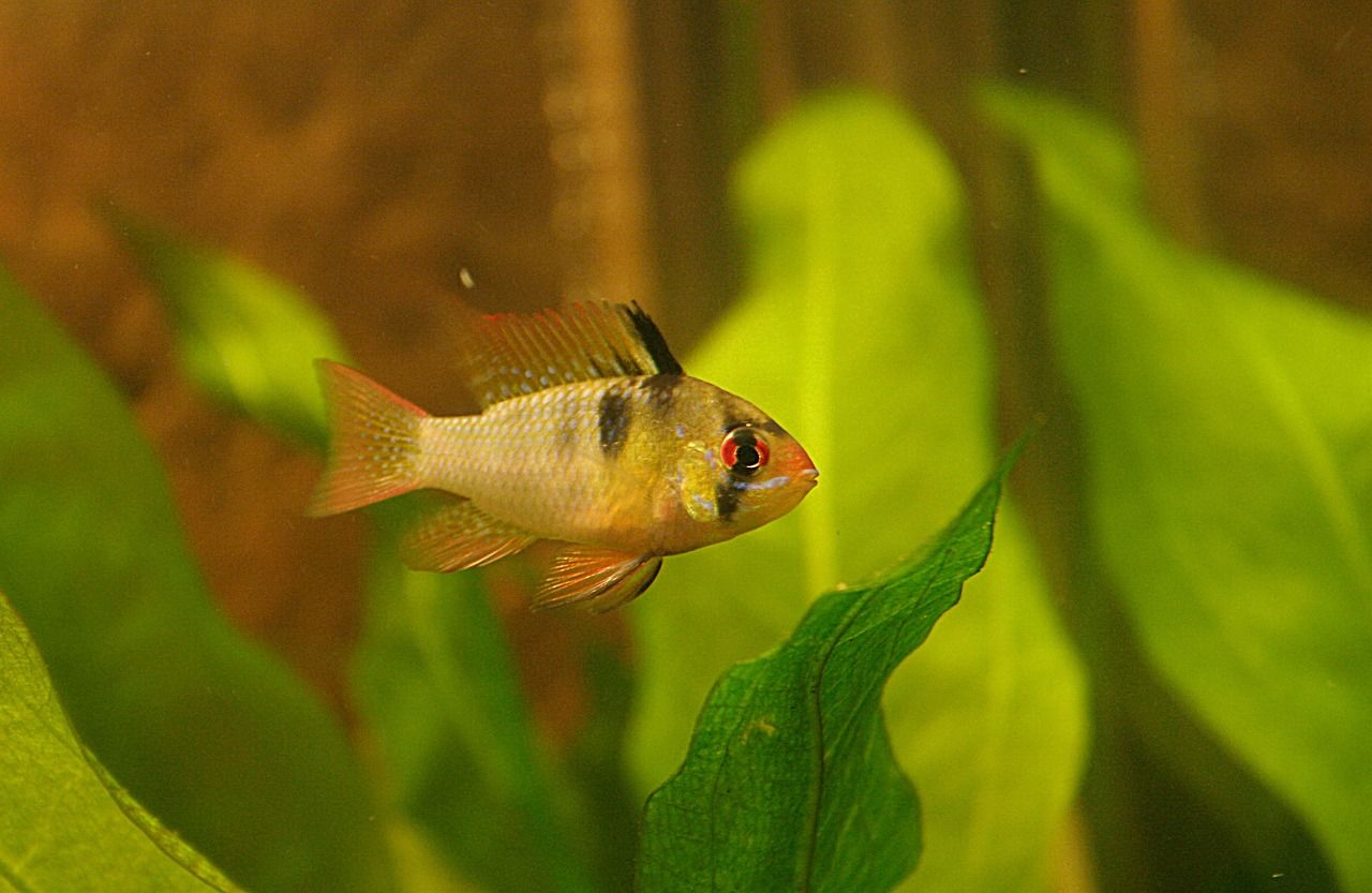 天王水族魚缸專賣店地址在哪里呀（天王水族魚缸專賣店地址在哪里呀電話） 廣州龍魚批發(fā)市場 第2張