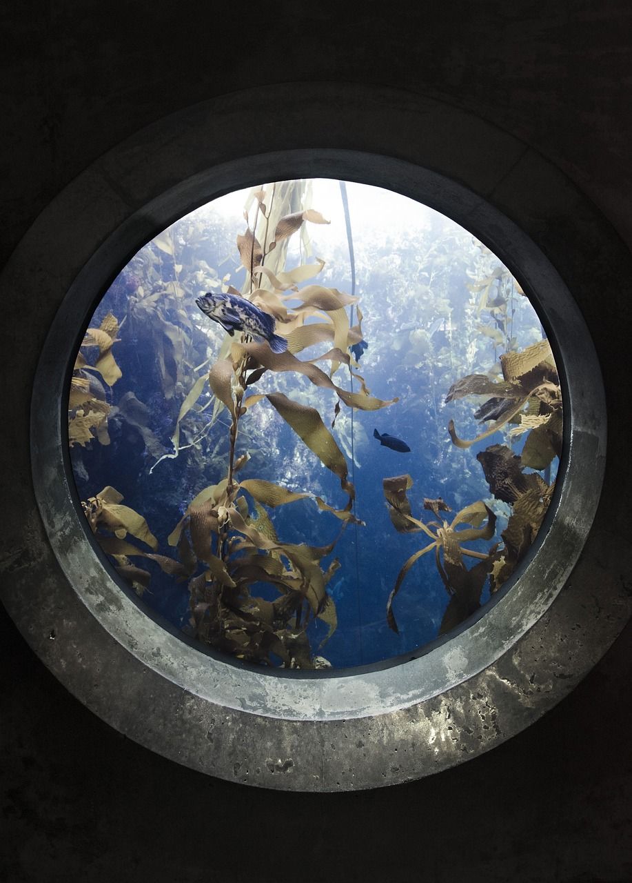 鵝卵石造景魚缸效果圖片大全（鵝卵石水族造景圖片） 哥倫比亞巨暴魚苗 第1張