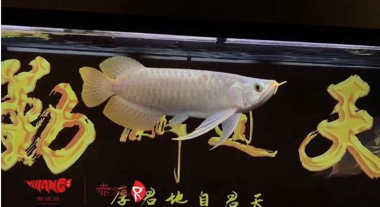 新入手赤元素紅龍 觀賞魚論壇 第4張