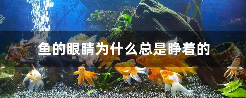 魚的眼睛為什么總是睜著的 哥倫比亞巨暴魚苗 第1張