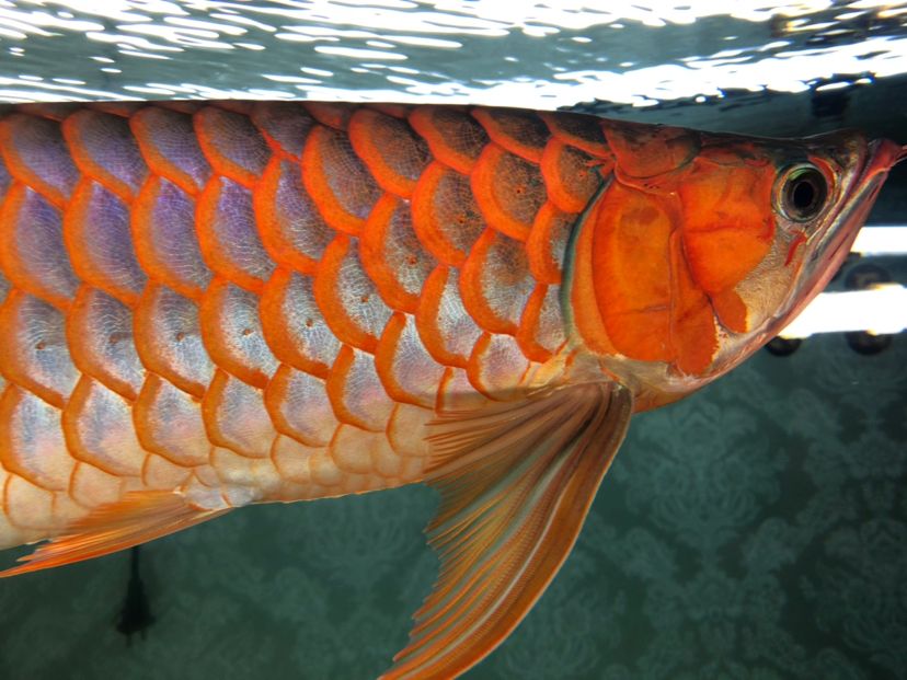 白缸飼養(yǎng)紅龍一年 觀賞魚(yú)論壇 第3張