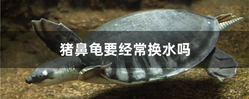 豬鼻龜要經(jīng)常換水嗎 泰龐海蓮魚 第1張