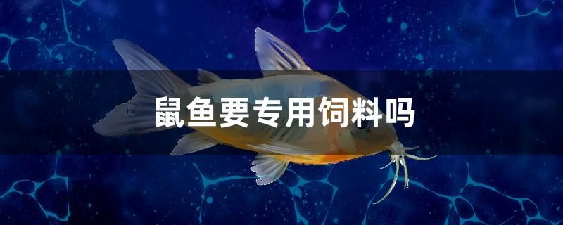 鼠魚(yú)要專用飼料嗎 羅漢魚(yú)批發(fā) 第1張