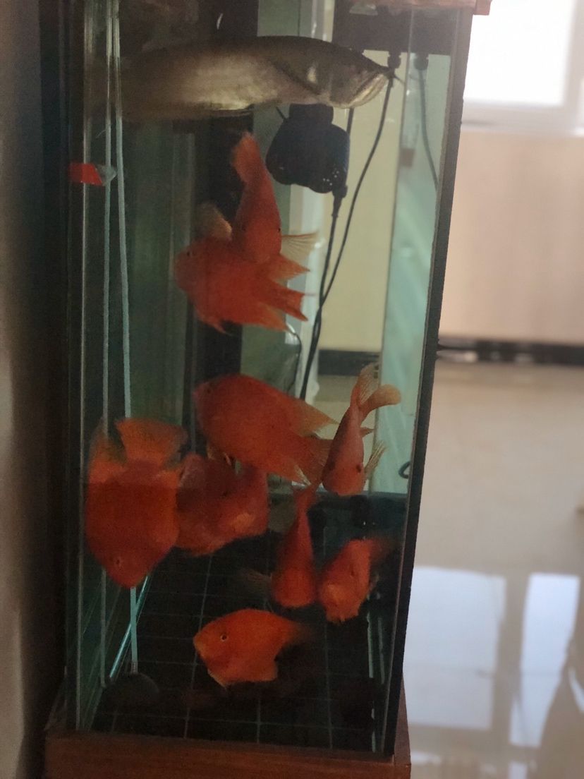 紅紅火火鸚鵡魚，水質(zhì)很重要