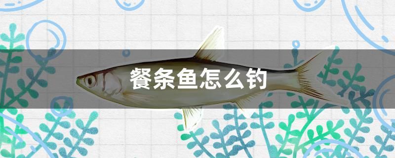 餐條魚怎么釣