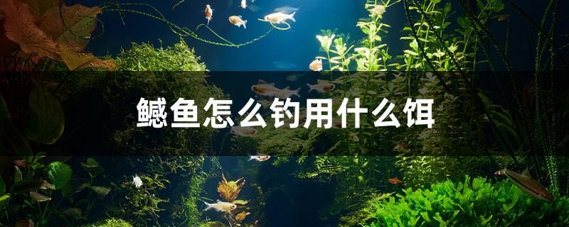 鳡魚(yú)怎么釣用什么餌