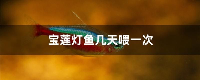 寶蓮燈魚(yú)幾天喂一次 黃金斑馬魚(yú) 第1張