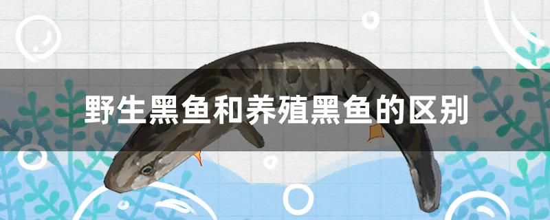 野生黑魚和養(yǎng)殖黑魚的區(qū)別是什么