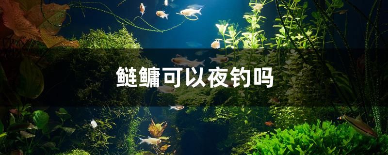 鰱鳙可以夜釣嗎 2024第28屆中國(guó)國(guó)際寵物水族展覽會(huì)CIPS（長(zhǎng)城寵物展2024 CIPS） 第1張