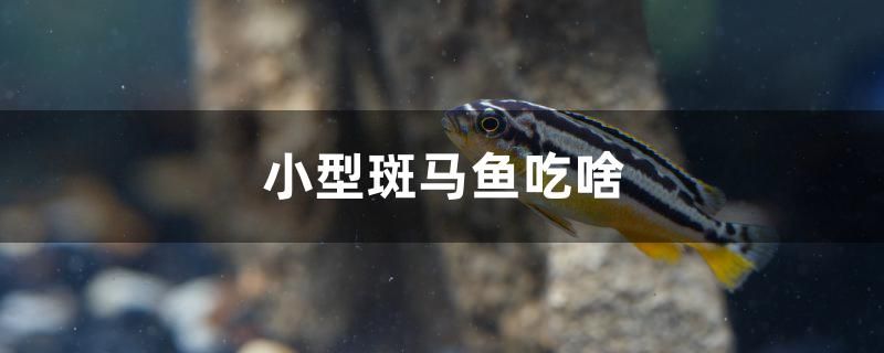 小型斑馬魚吃啥 觀賞魚魚苗 第1張